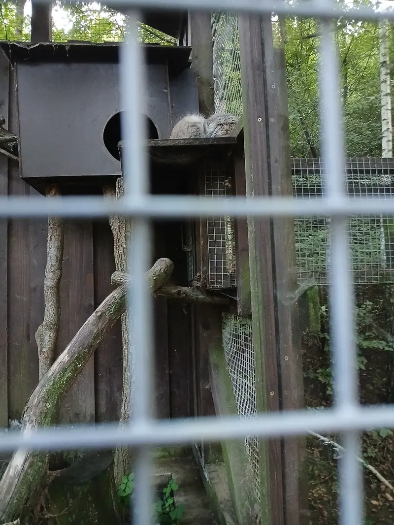 コシツェ動物園のアイセンの写真