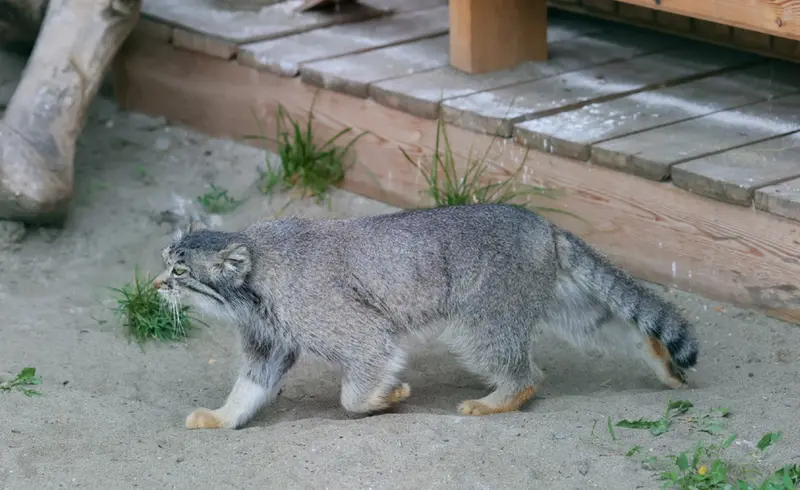 バルナウル動物園「レースナヤ・スカースカ」のペペの写真