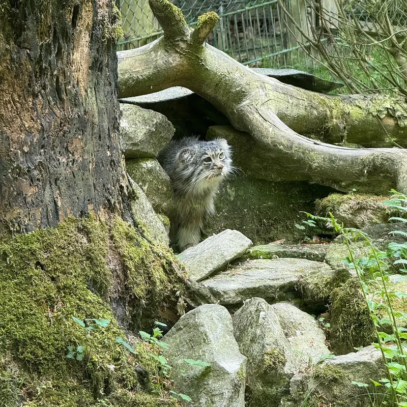 オペル動物園のバトゥの写真