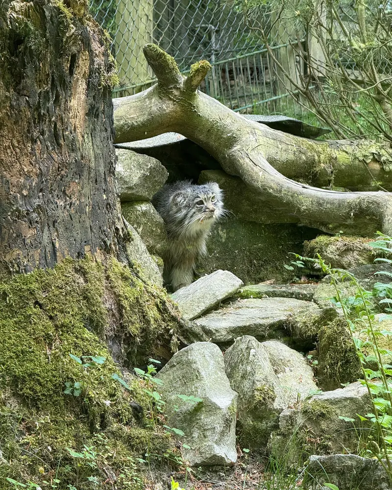オペル動物園のバトゥの写真