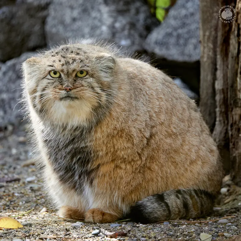 ザールブリュッケン動物園のカルプソの写真