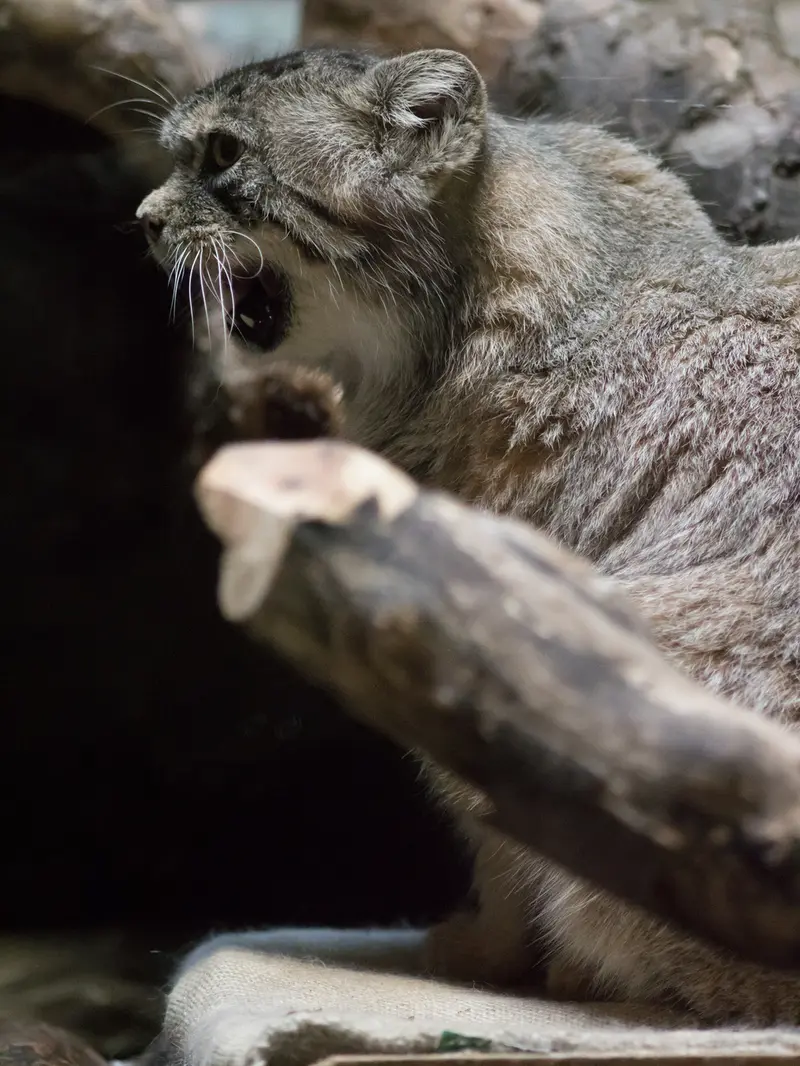 恩賜上野動物園のプリームラの写真