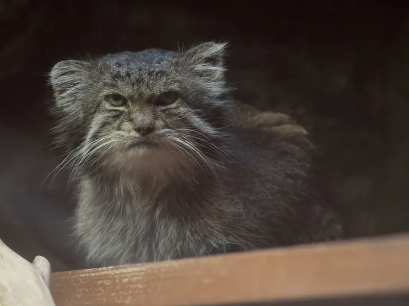 恩賜上野動物園のクリョンの写真