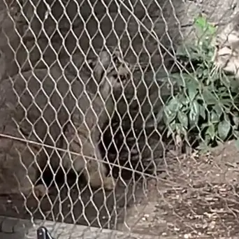 プロスペクト・パーク動物園のサルナイとバトゥの写真
