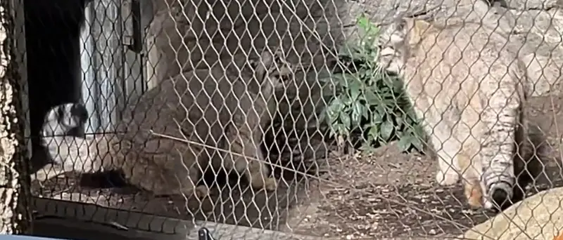 プロスペクト・パーク動物園のサルナイとバトゥの写真