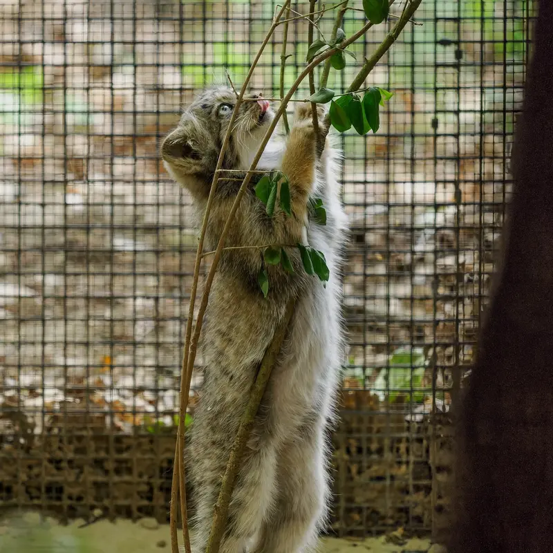 マヌルネコの写真