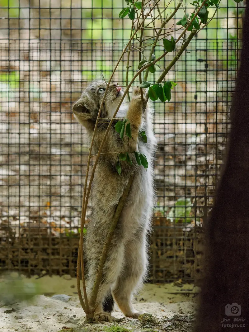 マヌルネコの写真