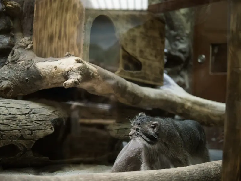 恩賜上野動物園のクリョンの写真