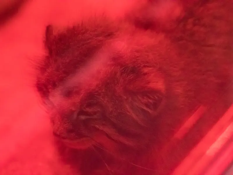 恩賜上野動物園のナイマの写真