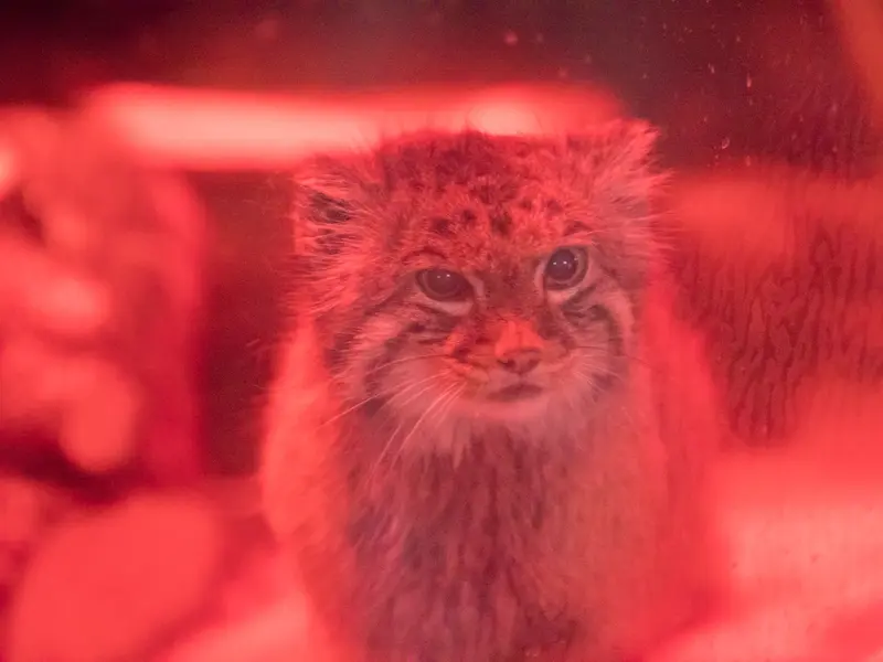 恩賜上野動物園のナイマの写真