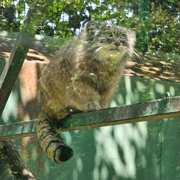 ブダペスト動物園・植物園のボフスの写真
