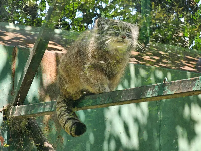 ブダペスト動物園・植物園のボフスの写真