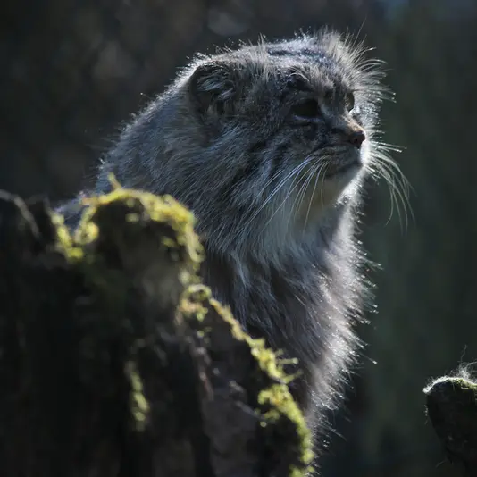 オペル動物園のバトゥの写真