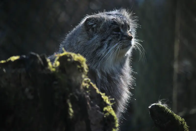 オペル動物園のバトゥの写真