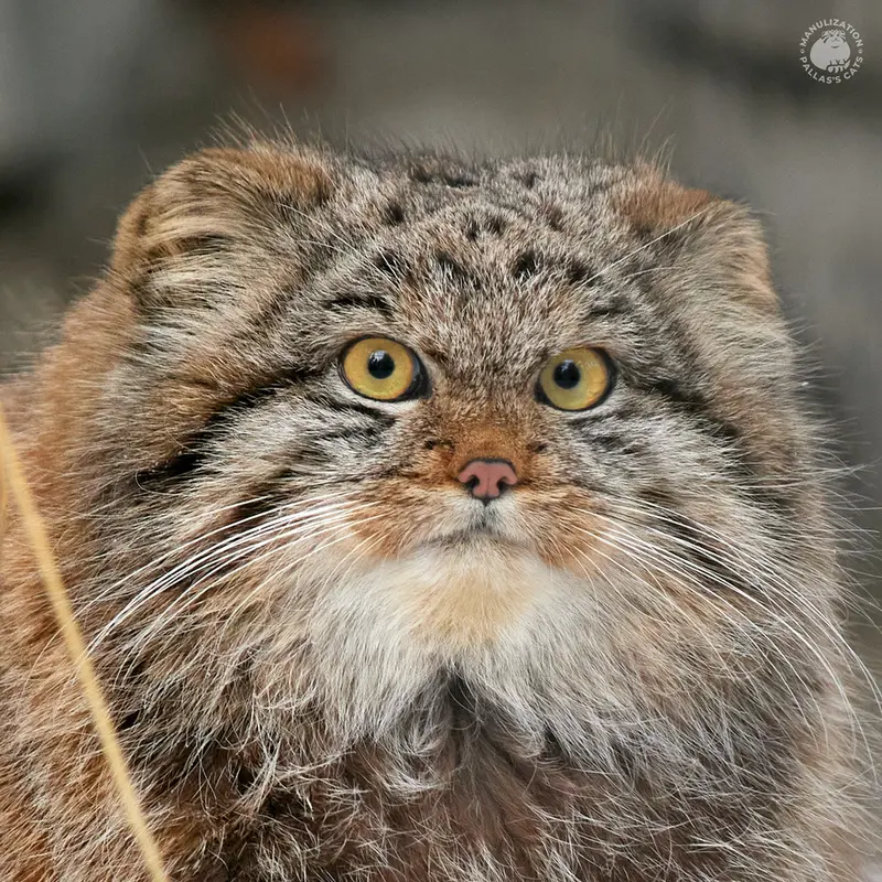 ノヴォシビルスク動物園のバユンの写真