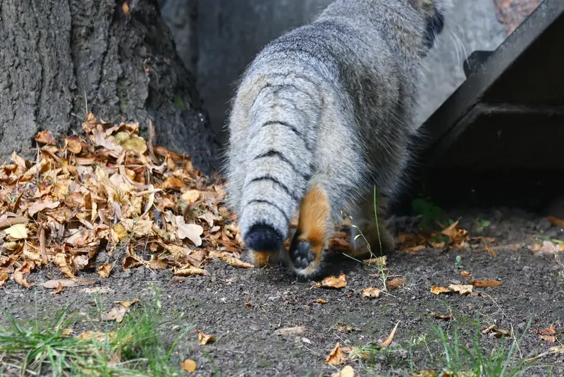 モスクワ動物園のティモフェイの写真