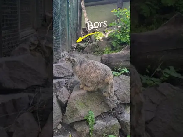 ブダペスト動物園＆植物園のボフスとボルシカの動画