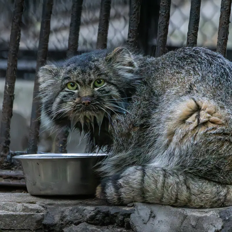 ノヴォシビルスク動物園のマリクの写真