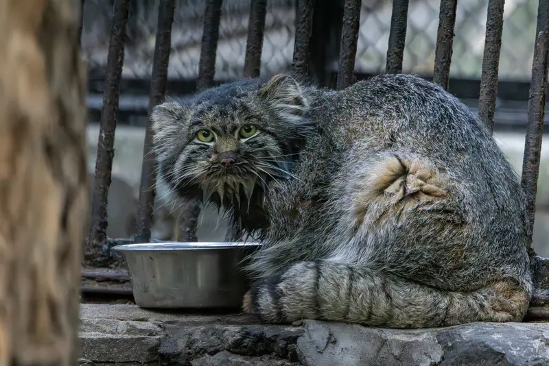 ノヴォシビルスク動物園のマリクの写真