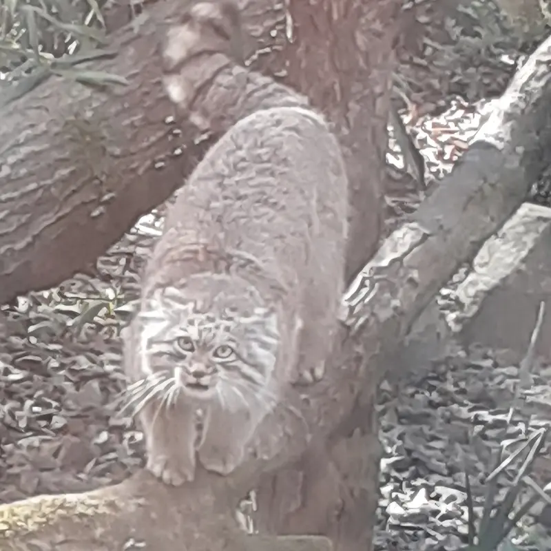 トレゴムール動物園のアルタイの写真