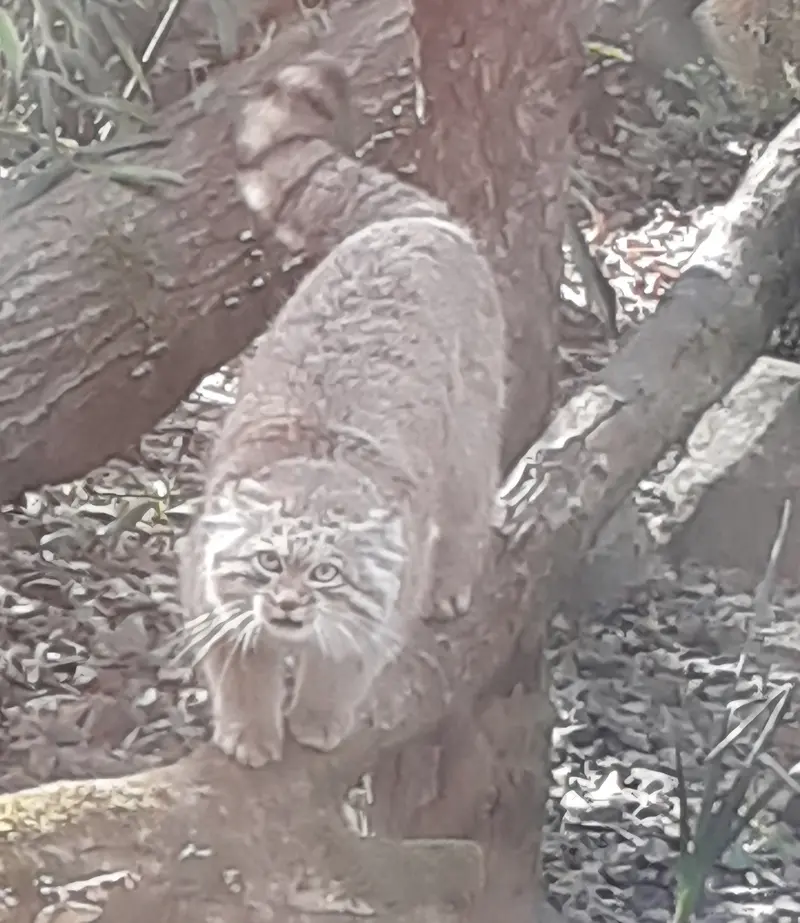 トレゴムール動物園のアルタイの写真