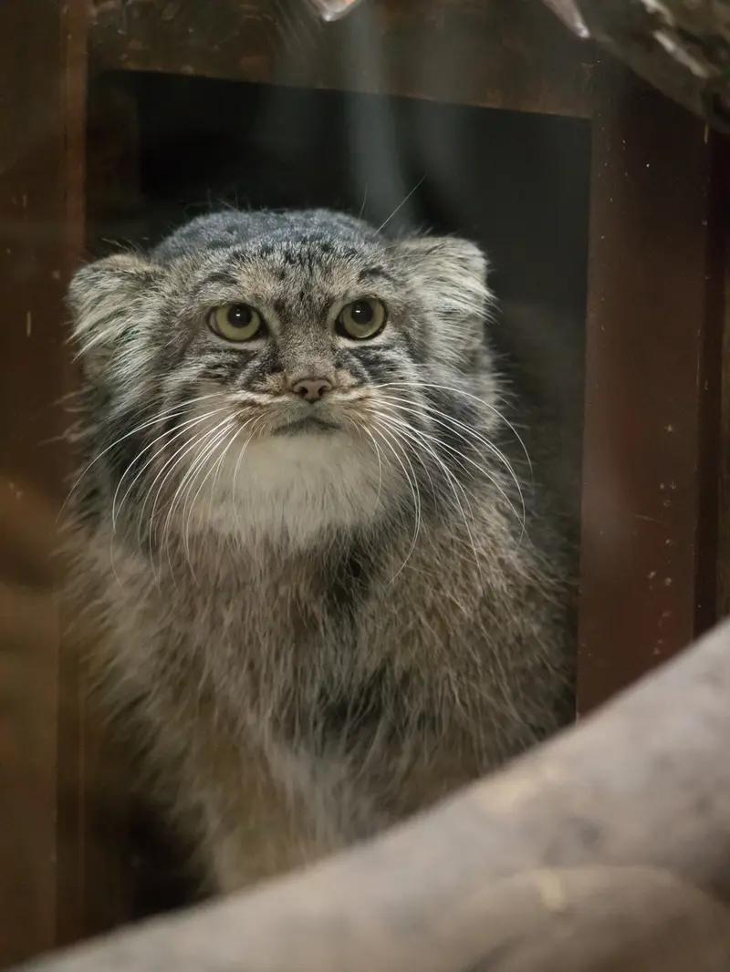 恩賜上野動物園のサフランの写真