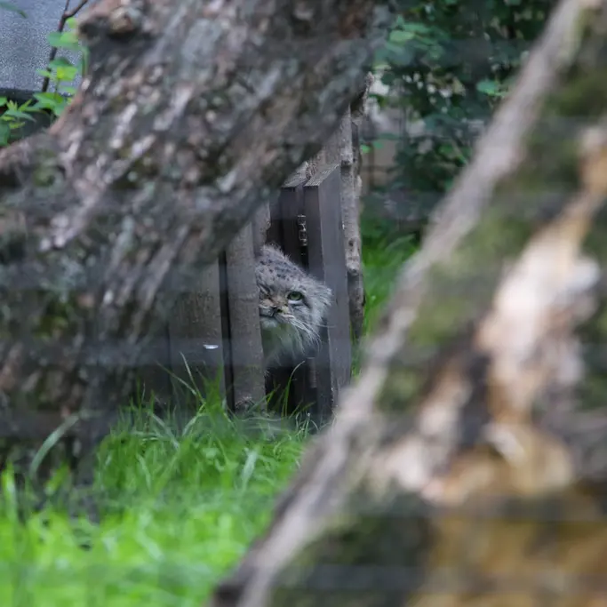 ワルシャワ動物園のジェシーの写真