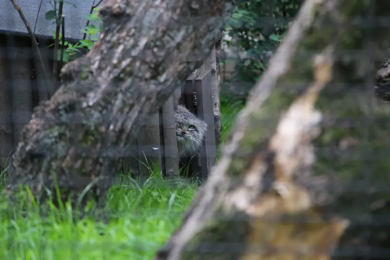 ワルシャワ動物園のジェシーの写真