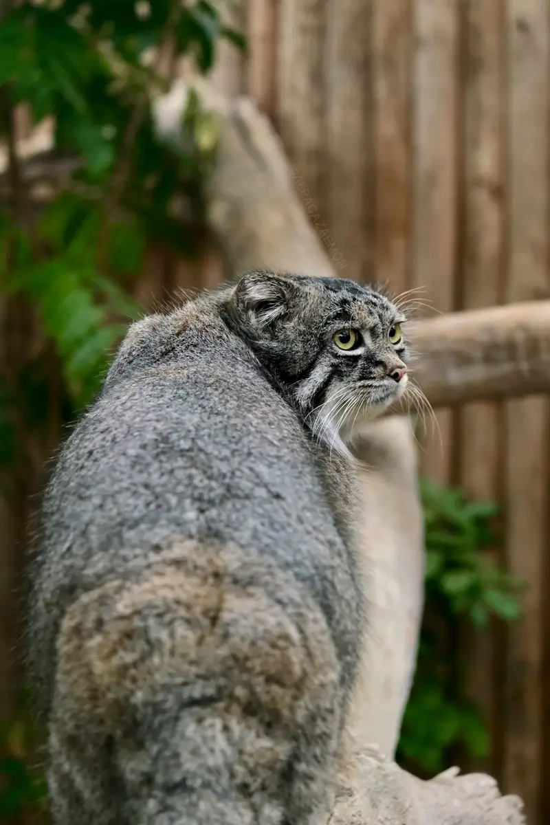 神戸どうぶつ王国のナルの写真