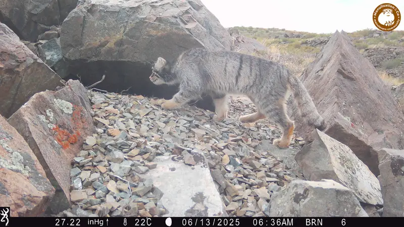 キイクバイカメラトラップで撮影したOtocolobus manul manulの写真