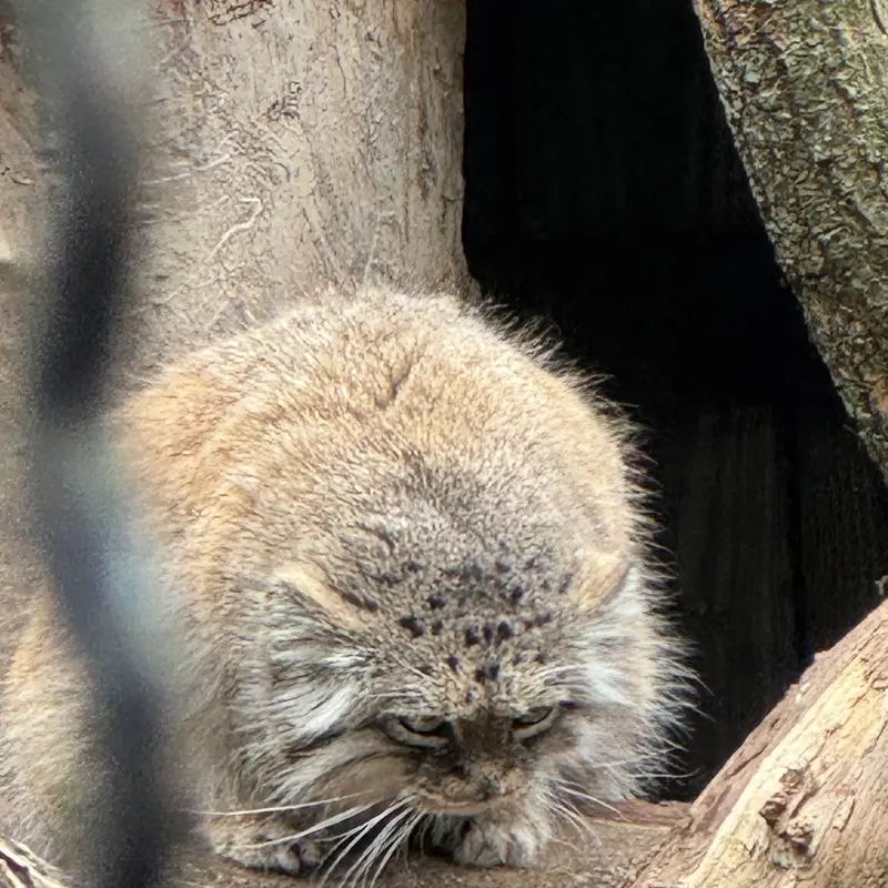 ワルシャワ動物園のジェシーの写真
