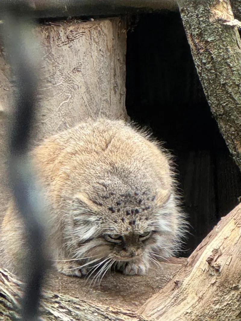 ワルシャワ動物園のジェシーの写真