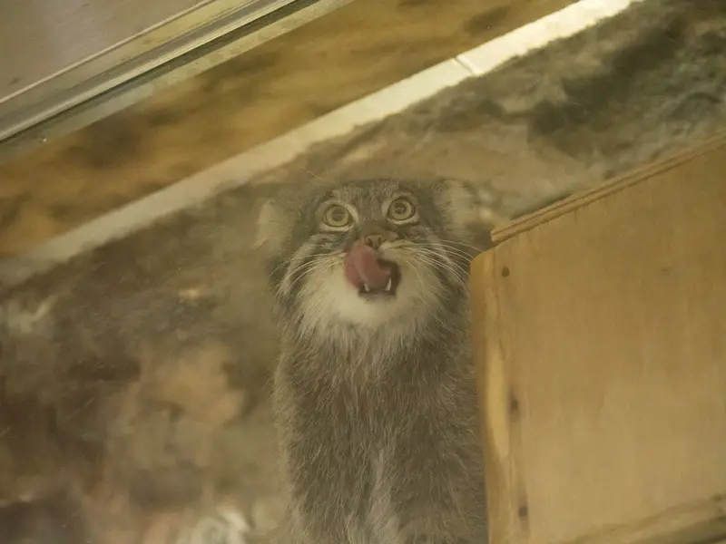 恩賜上野動物園のフィーガの写真