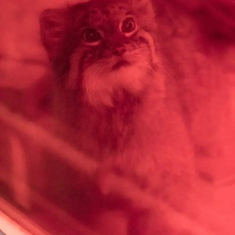 恩賜上野動物園のナイマの写真