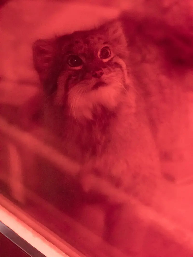 恩賜上野動物園のナイマの写真