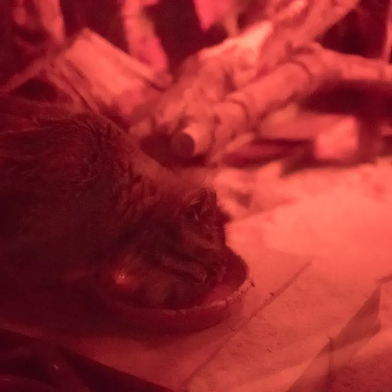 恩賜上野動物園のナイマの写真