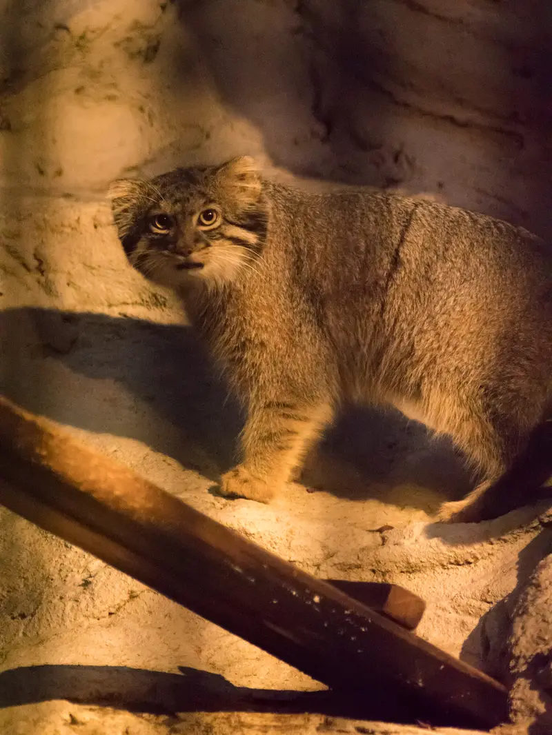 野毛山動物園のフィーガの写真