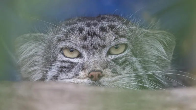 バナム動物園のマヌルネコの動画