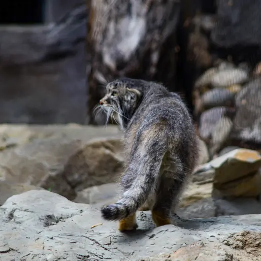 カルガリー動物園 / ワイルダー研究所のオラフの写真