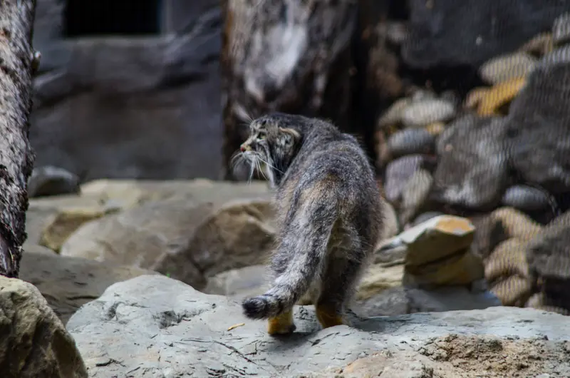 カルガリー動物園 / ワイルダー研究所のオラフの写真