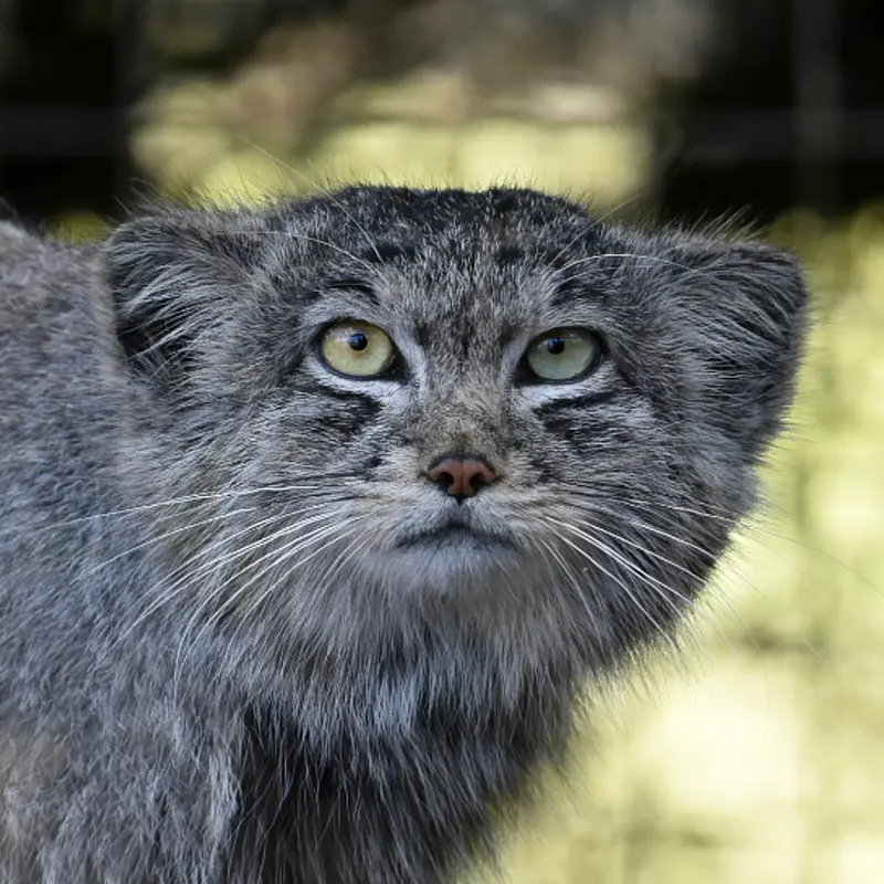 バナム動物園のマヌルネコのハル