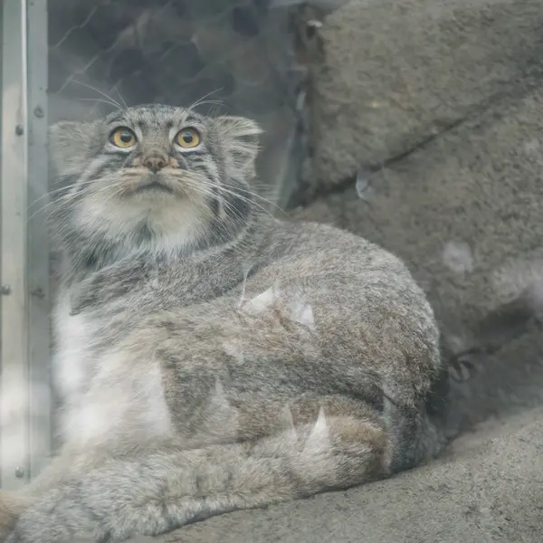 神戸どうぶつ王国のメイの写真