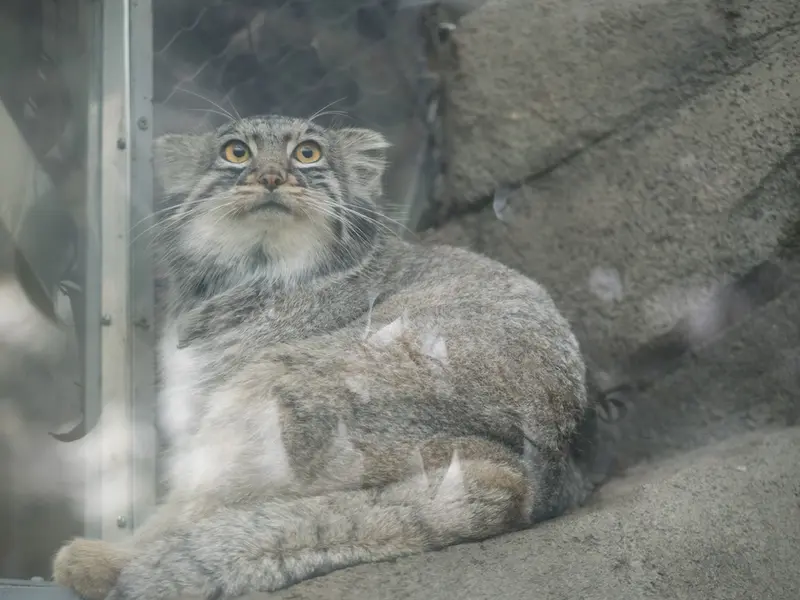 神戸どうぶつ王国のメイの写真
