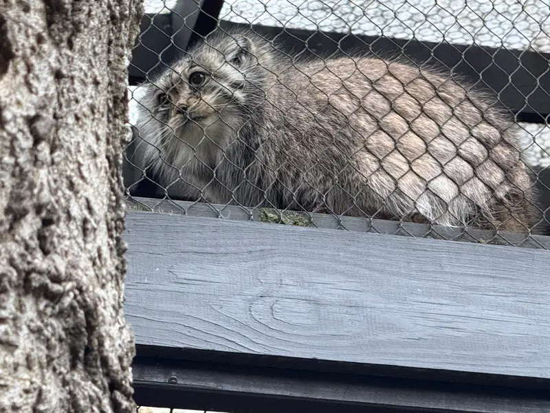 プロスペクト・パーク動物園のサルナイの写真