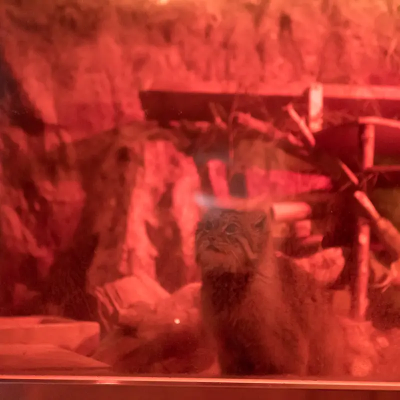 恩賜上野動物園のナイマの写真