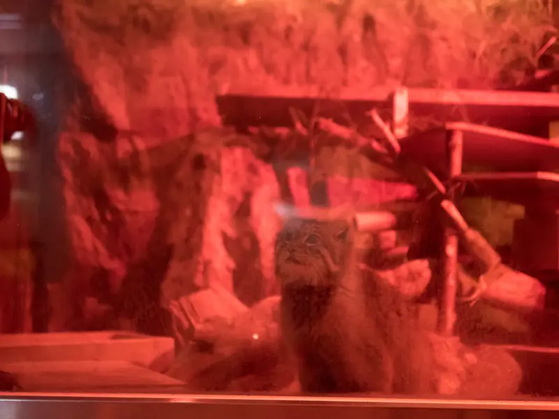 恩賜上野動物園のナイマの写真