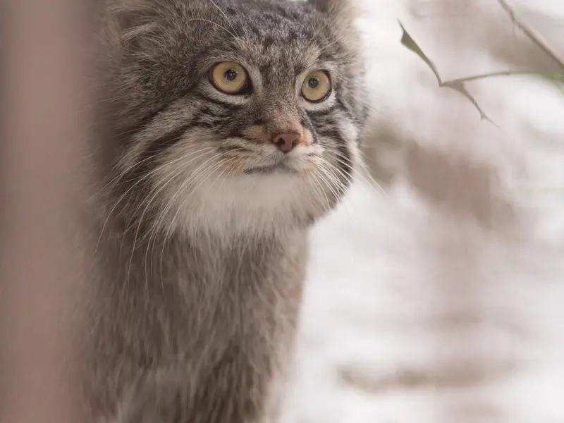 野毛山動物園のフィーガの写真