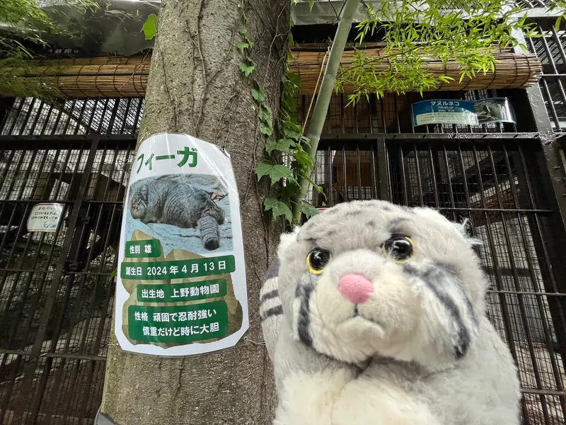 マヌルネコの写真