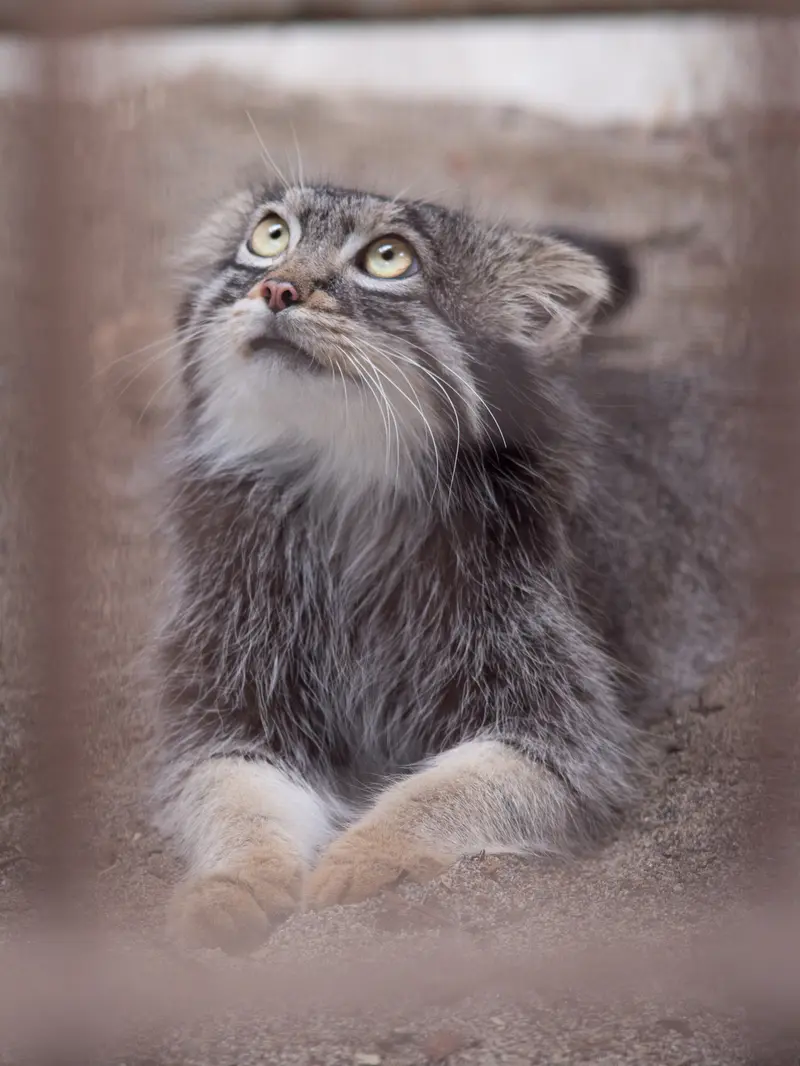野毛山動物園のフィーガの写真