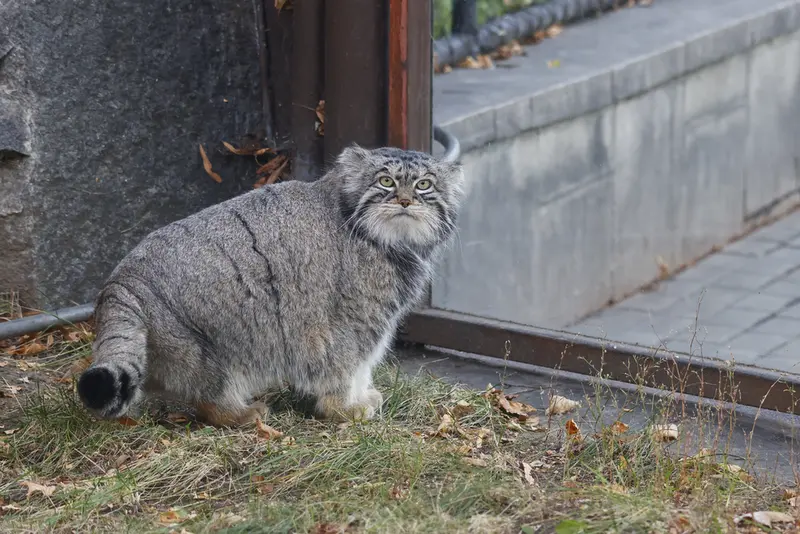 モスクワ動物園のティモフェイの写真